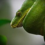 5 Reasons Why Python is the Most Popular Programming Language