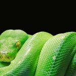 Mastering Python: Tips and Tricks for Advanced Programmers