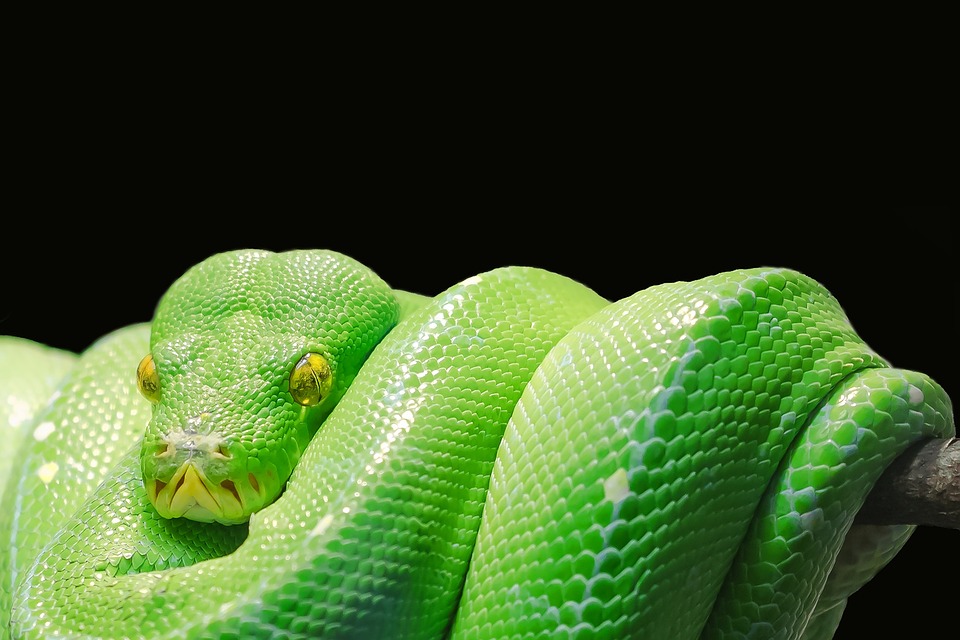 Mastering Python: Tips and Tricks for Advanced Programmers