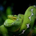 The Future of Technology: Why Python is Here to Stay