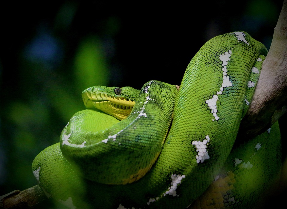 The Future of Technology: Why Python is Here to Stay